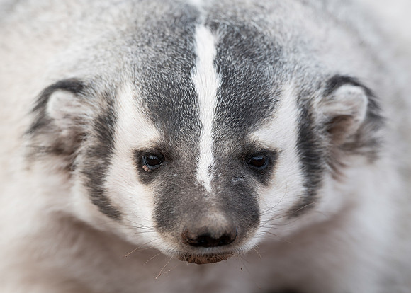Badger