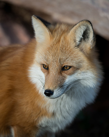 Red Fox