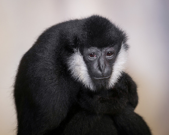 White-cheeked gibbon