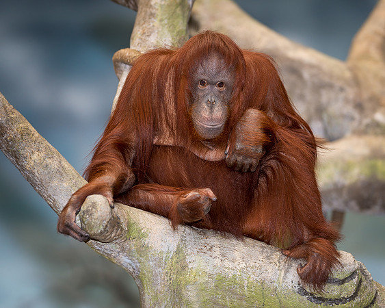 Orangutan