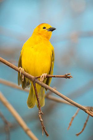 Golden Weaver