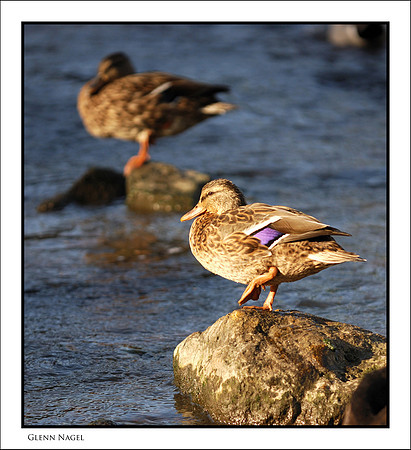 Ducks on the rocks