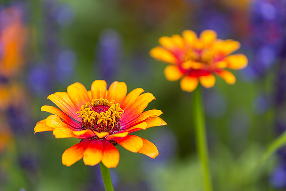 Colorful flowers
