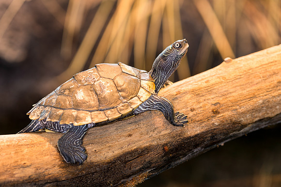 Turtle on a log