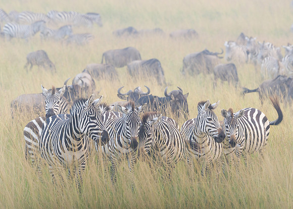 Zebras in Front