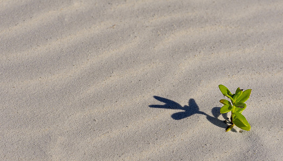 Lone beach plant
