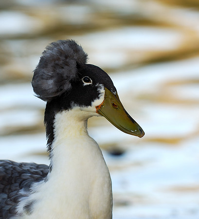 Hairdo