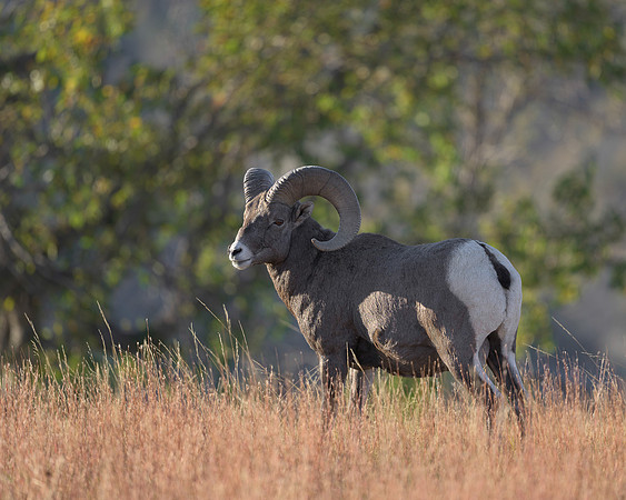 Bighorn Sheep
