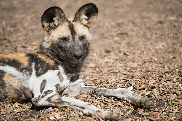 African wild dog