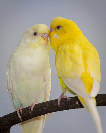 Parakeets
