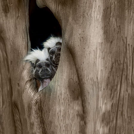 Tamarins