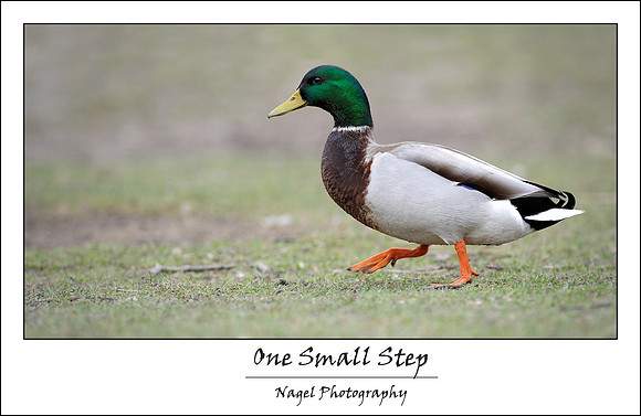 Walking duck