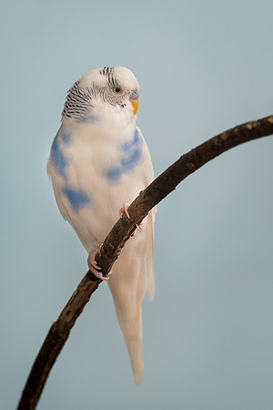 Parakeet