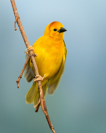 Golden Weaver