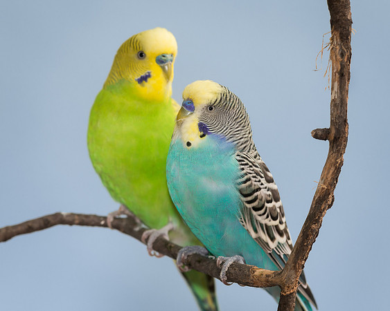 Parakeets
