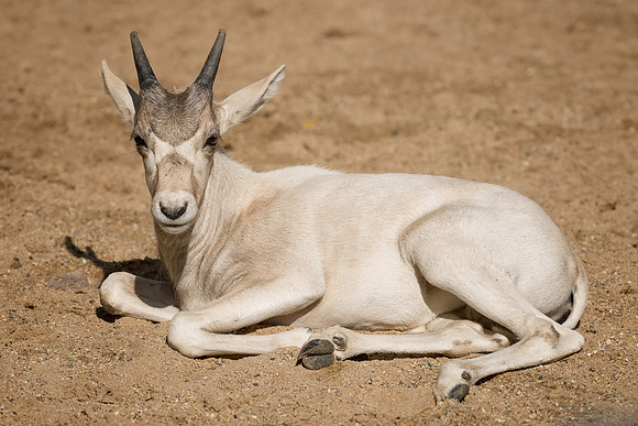 Addux calf