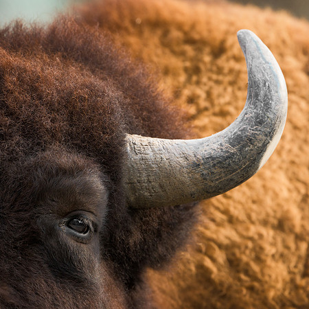 Bison