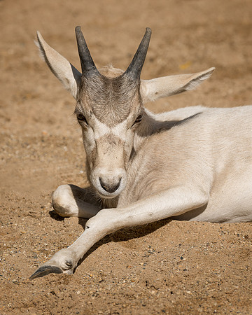 Addux calf