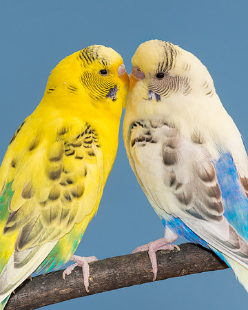 Kissing Parakeets