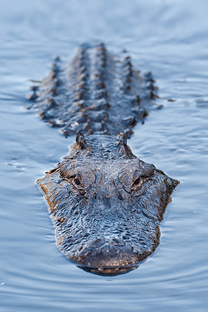 Alligator