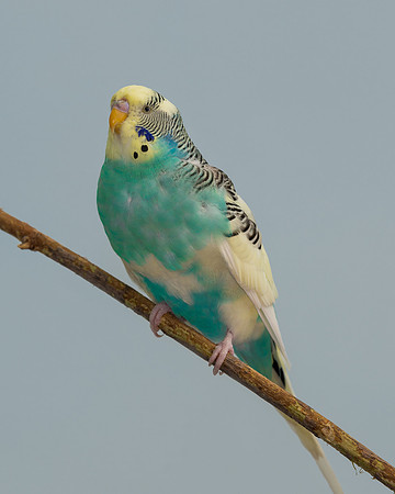Parakeet