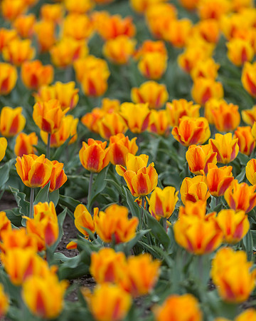 Tulips
