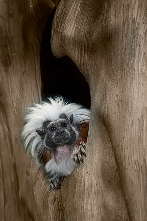 Tamarin