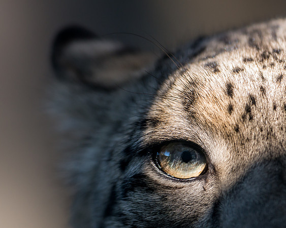 Eye of the leopard