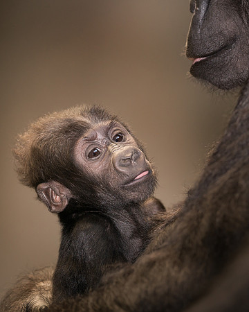 Baby gorilla