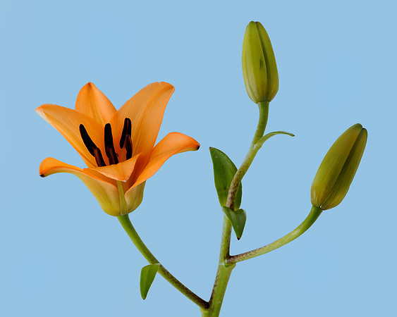 Lily