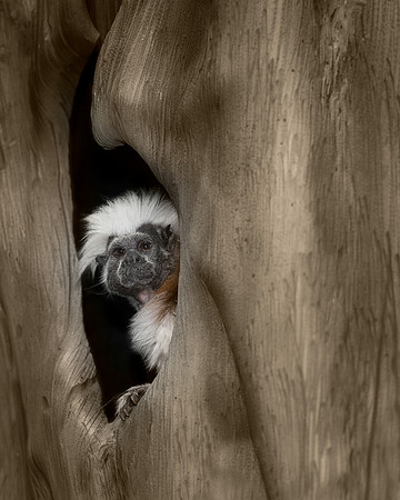 Tamarin
