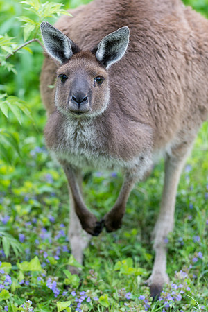 Kangaroo