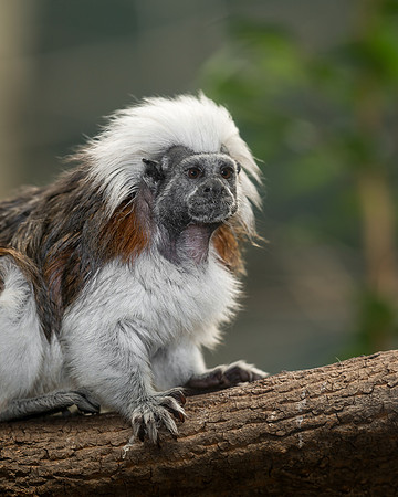 Tamarin