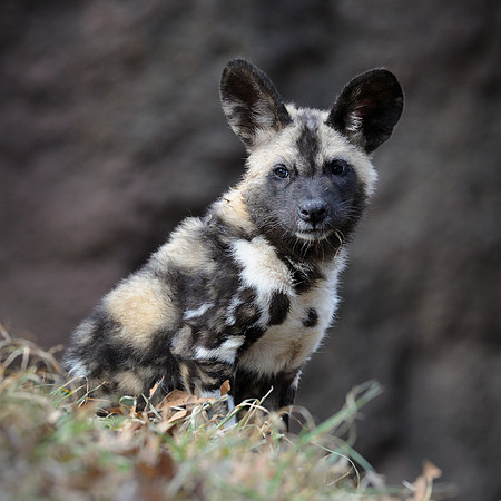 African wild dog pup