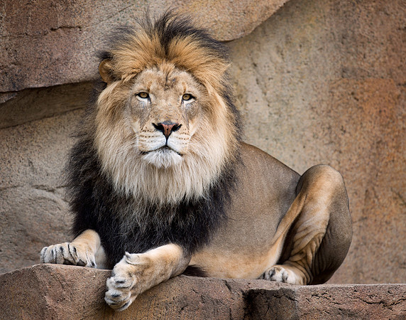 African lion