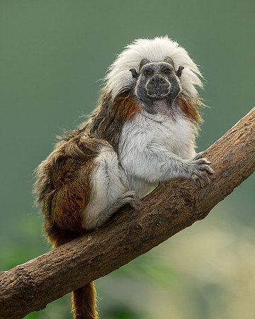 Tamarin