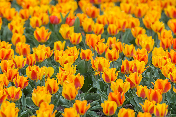 Tulips