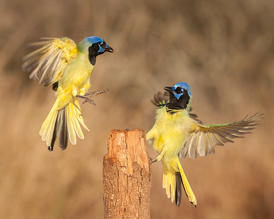 Green Jays