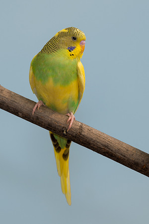 Parakeet