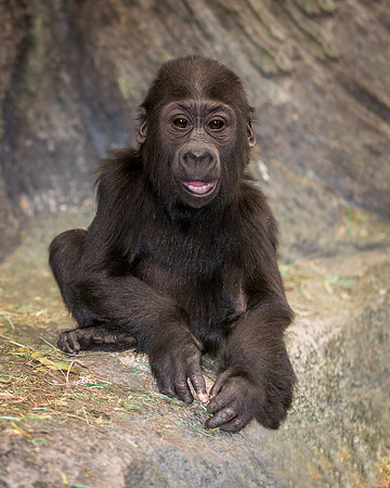Baby gorilla