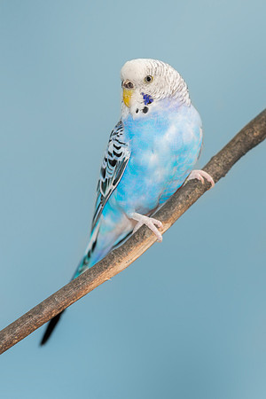Parakeet