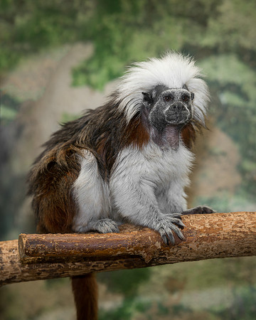 Tamarin