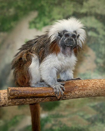 Tamarin