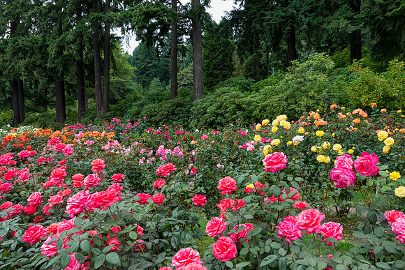 Roses