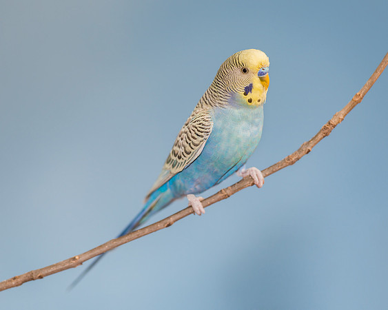 Parakeet