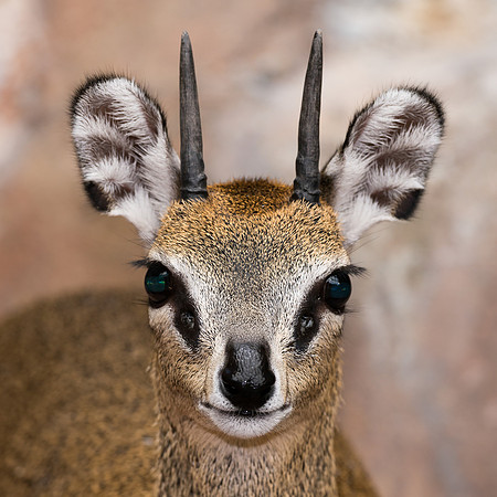 Klipspringer