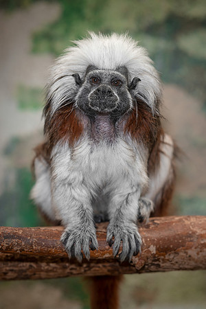 Tamarin
