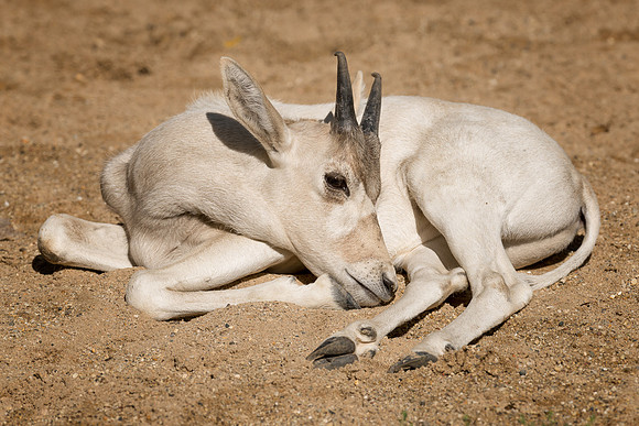 Addux calf