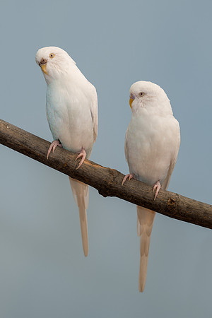 Parakeets