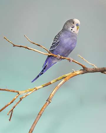Parakeet
